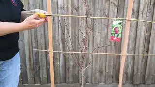 Two Easy Ways to Espalier, Stonefruit and Apple Trees, Nectarine, Apricot - Reverse Homesteading