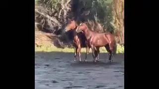 Stan Twitter // Two horses sharing a boat going down a river while Hung Up by Madonna plays