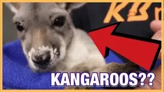 ALL ANIMAL EXPO!! HOLDING BABY KANGAROOS!!
