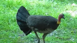 Bush Turkeys, Australian Magpie and Crested Pigeons looking for food