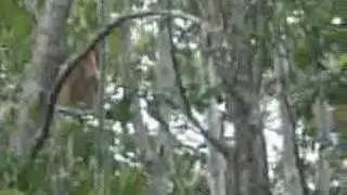 Bintuka Eko Tourism