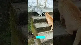 Cat Funny Videos 🐱 funny cats moments ❤️ # #6769