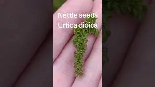 Nettle seed, Urtica dioica #nettleseeds #stingingnettle #forage #wildfood #freefood #superfood