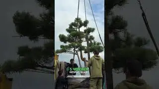 Как посадить НИВАКИ? #ландшафтныйдизайн #дача #ниваки #садоводничество #ландшафт #посадкарастений