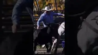 Steer SLAMMIN&rsquo; - Straws Milan #bulldogging