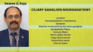 CILIARY GANGLION--NEUROANATOMY