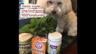 How to make toothpaste for dogs! All natural ingredients. White teeth, No more Tartar!!