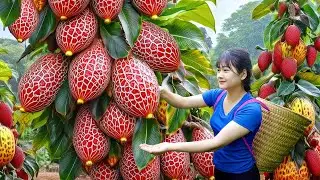 Harvesting giant marina apples - Cooking 50kg of the most delicious giant pork belly for village