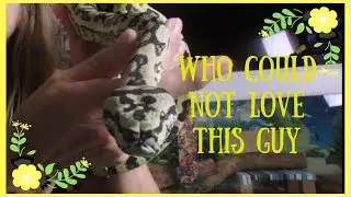Talking Neuro Issues With Jag Carpet Pythons (My Thoughts)