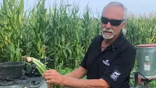 Interseeding Corn & Strip Grazing - 2024 Experimental Acres Project