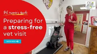 Pet owner's guide: Preparing for a stress-free vet visit
