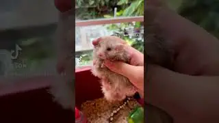 Our Chinese Rex curly hair Syrian hamster big bone 🐹💕🙏🏻🥰