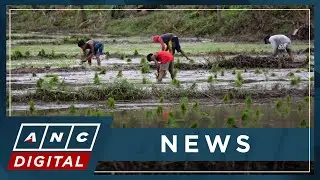 Farmers seek win-win solution in drive to lower rice prices | ANC