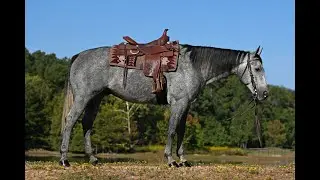 Blue- Gorgeous Gray AQHA Gelding Safe for the Whole Family!