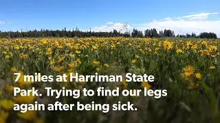 Trying to find our legs after being sick. A short 7 mile trail run!