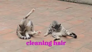 #LovelyKittens #happypets