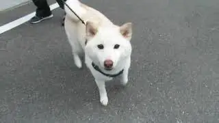 柴犬健信のお友達　2025年10月編