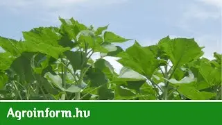 Abonyban a napraforgó az egyik legjövedelmezőbb kultúra! De hogyan csinálják?