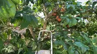 Pruning the pink grapefruit tree!🌳🌳