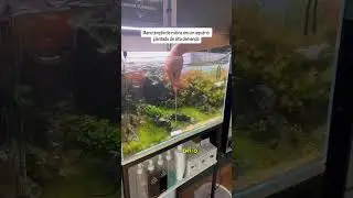 Como limpar um aqu&aacute;rio com plantas