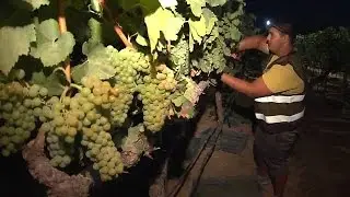 Raimat inicia la temporada de vendimia con su cosecha m&aacute;s ecol&oacute;gica