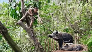 Tracking Wild Boars, Building Traps and Fishing in the Stream | Solo Survival in the Wild