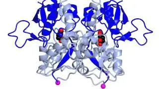 Ionotropic glutamate receptor, ligand binding domain