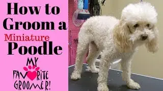How to Groom a Poodle Senior