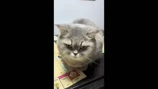 18.-Gata ❤️#monopoly, Kiri es as&iacute;  #cat #pet #humor #gatos #gata #cats #pets