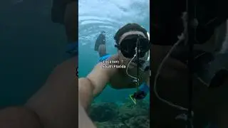 Catching Breakfast with a Spear