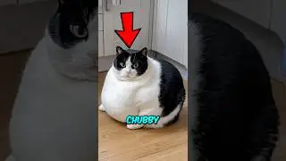 Top 3 Round and Chubby Cat Breeds