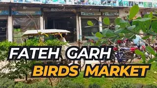Lahore Fateh garh birds market | latest update | birds market lahore | Fida
