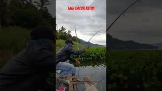 Info spot Mancing Danau Toba yang lagi Viral Lagi gacor ketua