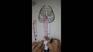 Rectus sheath
