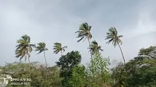 Dry winds of Kerala