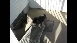 HOH Beagle Misty Haze Months After Abscess Strikes Back Going Down Ramp Outside With Hound Daze Haze