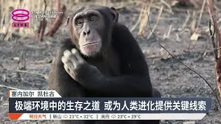 塞内加尔疏林草原 西非黑猩猩开辟生存之路【2026.01.15 八度空间华语新闻】