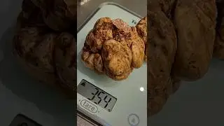 TARTUFO BIANCO GIGANTE DA OLTRE 1000&euro; #tartufo #tartufobianco #tartufi #truffle #whitetruffle #food