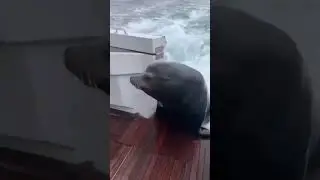 Laughter Explosion: Mischievous Animal Moments😂