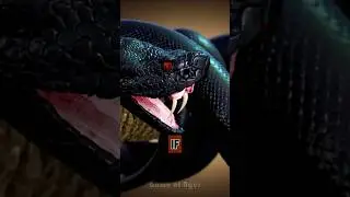 How Fast Can These Snakes Kill You?🤔