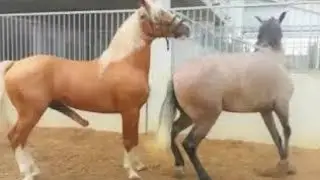 New Best Horse Meeting long Time and Horse Meeting part 1