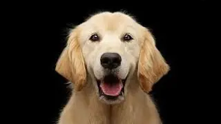 9 Secrets Your Dog Knows About You