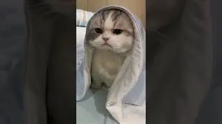 #cat #funny #happycats #catmemes #music #memes #trending #trendingshorts #tiktok #new #reels #SJ