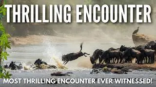 WITNESS the Mara River's Most THRILLING Animal Crossing EVER!