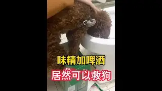 味精加啤酒居然可以救狗！ #新手养狗 #养狗经验分享 #养狗日常 #养狗小妙招 #狗狗驱虫大作战
