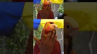 🔥 குறைந்த விலையில் Sun Conure Chicks 🦜 #shorts #madrasjunction #chennaipetmarket #pets