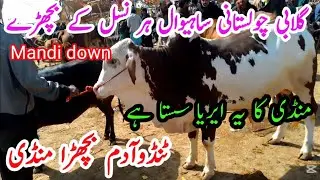 Tando adam mandi latest update|all animals vlogs