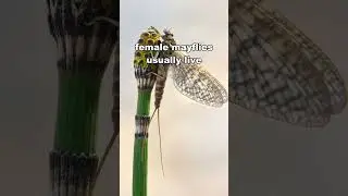The Shortest Lifespan Animal On Earth