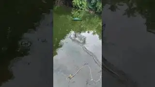 How to catch fish🐠🐟 #youtubeshorts #shortsfeed #trending #shorts #viralvideos #adinadans #fishtraps