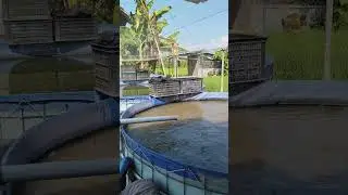 TIMER OTOMATIS POMPA AIR KOLAM LELE